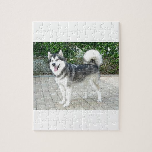 Alaskan Malamute Puppy Dog Legpuzzel (Verticaal)
