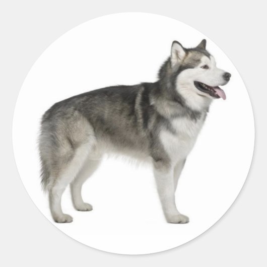 Alaskan Malamute Puppy Dog Sticker / zeehond (Voorkant)