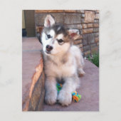 Alaskan Malamute Puppy Head-kantelfoto Briefkaart (Voorkant)