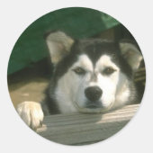 Alaskan Malamute Sticker (Voorkant)