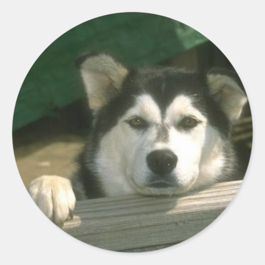 Alaskan Malamute Sticker (Voorkant)