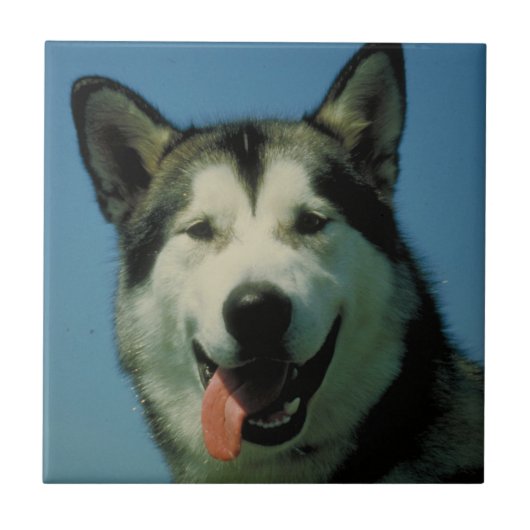Alaskan Malamute Tile Tegeltje (Voorkant)