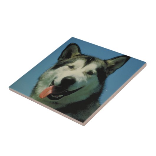 Alaskan Malamute Tile Tegeltje (Zijkant)
