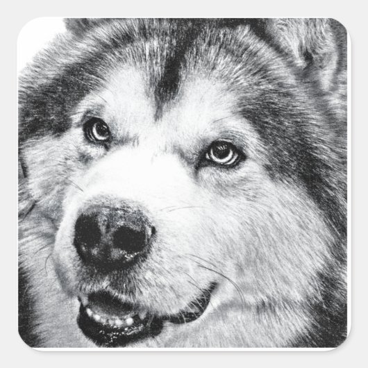 ALASKAN MALAMUTE VIERKANTE STICKER (Voorkant)