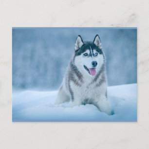 Alaskan Malamute wandelen op sneeuwveld Briefkaart