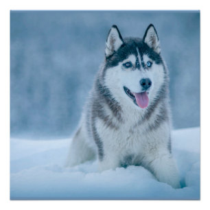 Alaskan Malamute wandelen op sneeuwveld Perfect Poster