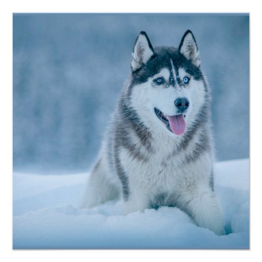 Alaskan Malamute wandelen op sneeuwveld Perfect Poster (Voorkant)