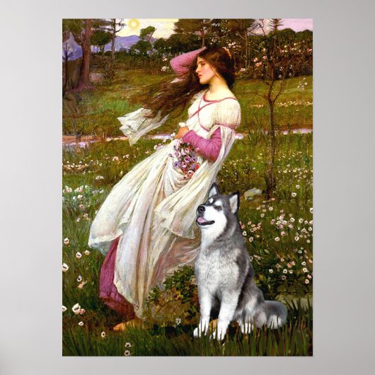 Alaskan Malamute - Windbloemen Poster (Voorkant)