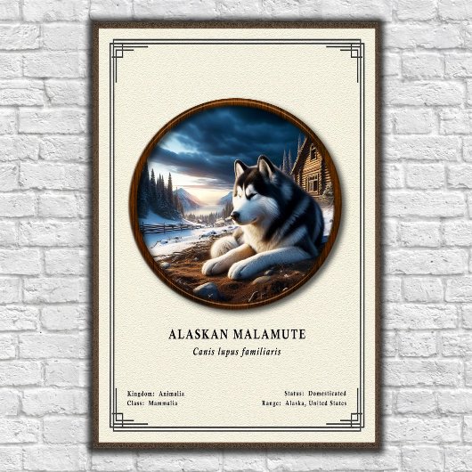 Alaskan Malamute Zoology Series Poster