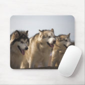 Alaskan Malamutes Mouse mats. Muismat (Met muis)