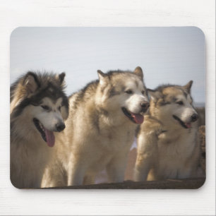 Alaskan Malamutes Mouse mats. Muismat