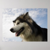 Alaskan Malamutes Poster (Voorkant)