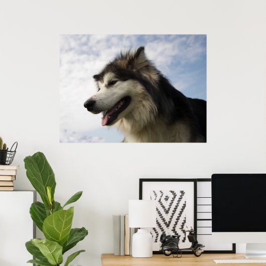 Alaskan Malamutes Poster (Thuiskantoor)