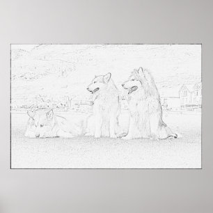 Alaskan Malamutes Poster