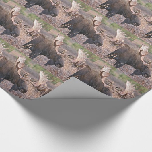 Alaskan Moose Cadeaupapier (Hoek)