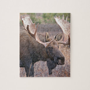 Alaskan Moose Legpuzzel