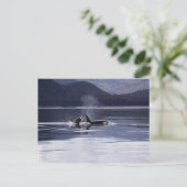 Alaskan Orcas Swimming Killer Whales Alaska Briefkaart (Staand voorkant)
