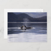 Alaskan Orcas Swimming Killer Whales Alaska Briefkaart (Voorkant / Achterkant)