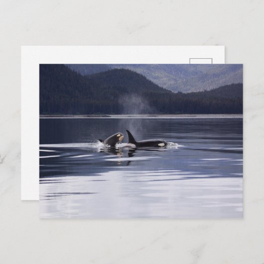 Alaskan Orcas Swimming Killer Whales Alaska Briefkaart (Voorkant / Achterkant)