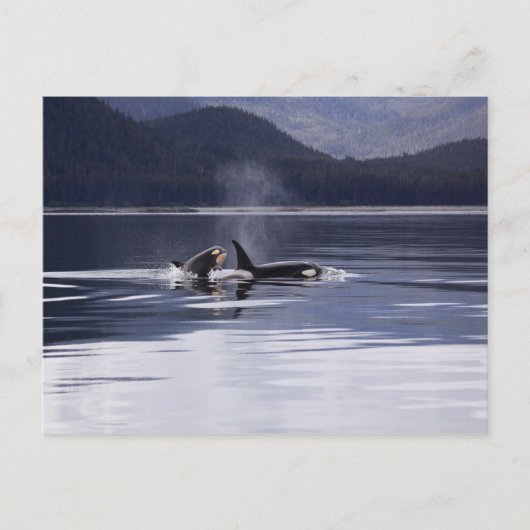 Alaskan Orcas Swimming Killer Whales Alaska Briefkaart (Voorkant)