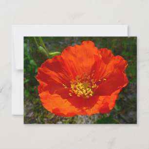 Alaskan Red Poppy Colorful Flower