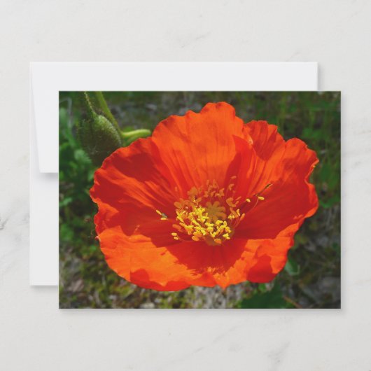 Alaskan Red Poppy Colorful Flower (Voorkant)
