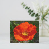 Alaskan Red Poppy Colorful Flower (Staand voorkant)
