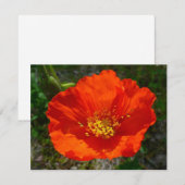 Alaskan Red Poppy Colorful Flower (Voorkant / Achterkant)