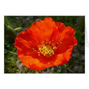 Alaskan Red Poppy Colorful Flower
