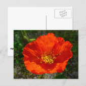 Alaskan Red Poppy Colorful Flower Briefkaart (Voorkant / Achterkant)