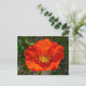 Alaskan Red Poppy Colorful Flower Briefkaart (Staand voorkant)