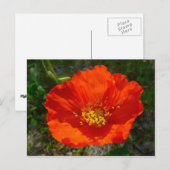 Alaskan Red Poppy Colorful Flower Briefkaart (Voorkant / Achterkant)