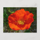 Alaskan Red Poppy Colorful Flower Briefkaart (Voorkant)
