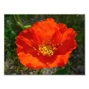 Alaskan Red Poppy Colorful Flower Foto Afdruk