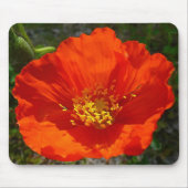 Alaskan Red Poppy Colorful Flower Muismat (Voorkant)