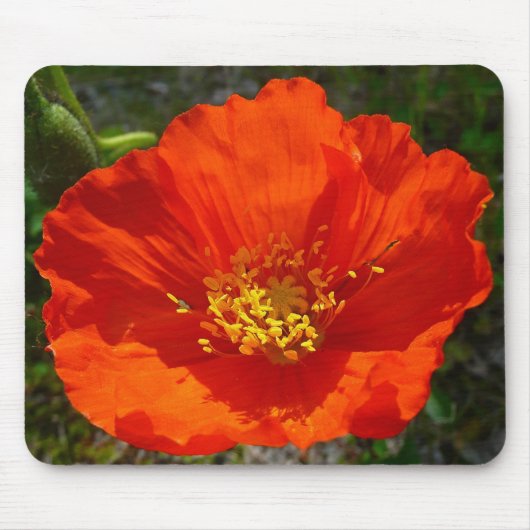 Alaskan Red Poppy Colorful Flower Muismat (Voorkant)