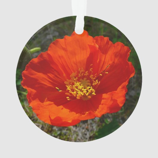 Alaskan Red Poppy Colorful Flower Ornament (achterkant)