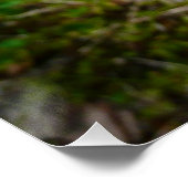 Alaskan Red Poppy Colorful Flower Poster (Hoek)