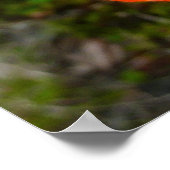 Alaskan Red Poppy Colorful Flower Poster (Hoek)