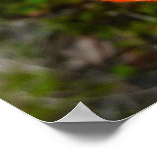 Alaskan Red Poppy Colorful Flower Poster (Hoek)