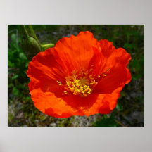 Alaskan Red Poppy Colorful Flower