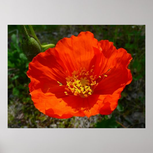 Alaskan Red Poppy Colorful Flower Poster (Voorkant)