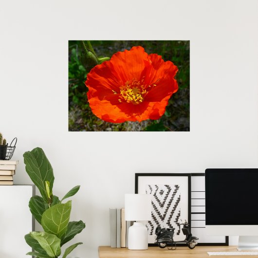 Alaskan Red Poppy Colorful Flower Poster (Thuiskantoor)