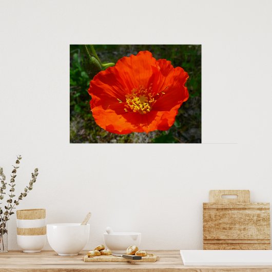 Alaskan Red Poppy Colorful Flower Poster (Keuken)