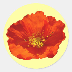 Alaskan Red Poppy Colorful Flower Ronde Sticker