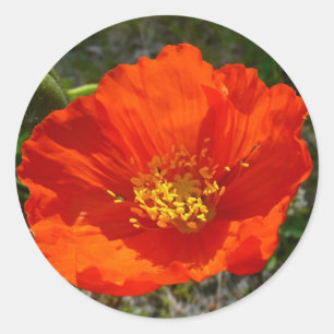 Alaskan Red Poppy Colorful Flower Ronde Sticker