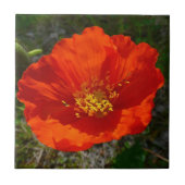 Alaskan Red Poppy Colorful Flower Tegeltje (Voorkant)