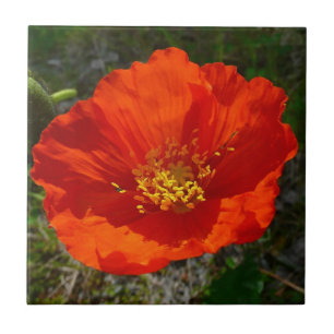 Alaskan Red Poppy Colorful Flower Tegeltje