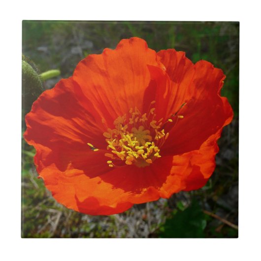 Alaskan Red Poppy Colorful Flower Tegeltje (Voorkant)