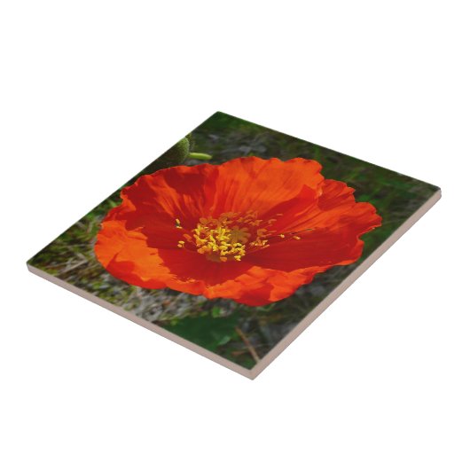 Alaskan Red Poppy Colorful Flower Tegeltje (Zijkant)